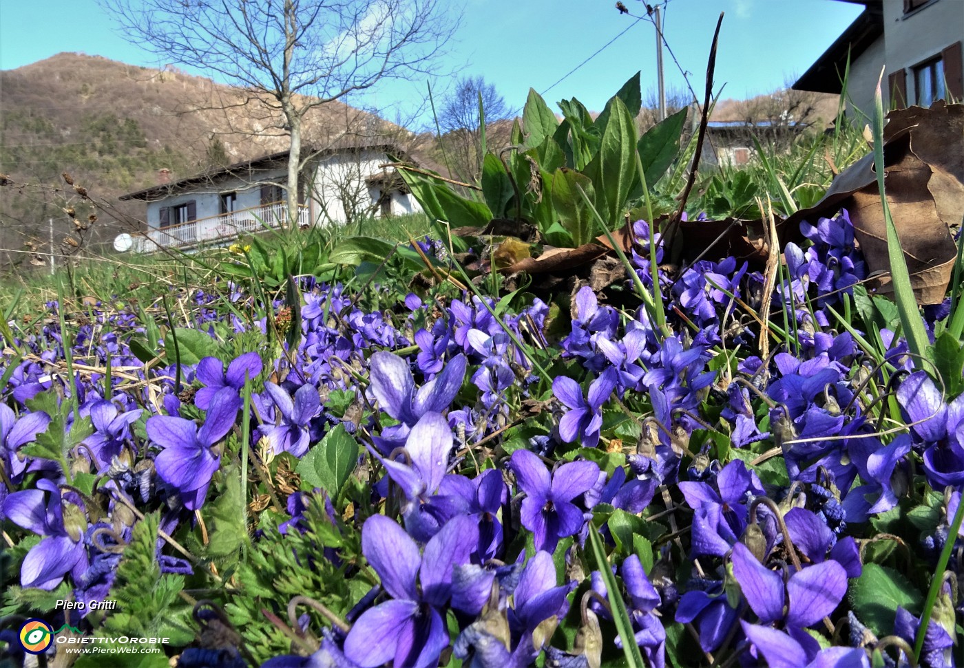 23 Violette primaverili alla Pernice (727 m).JPG